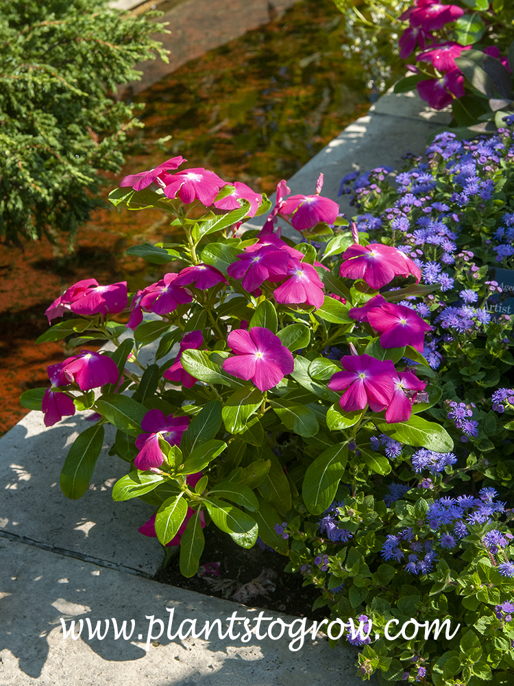 Titan Rose Madagascar Periwinkle